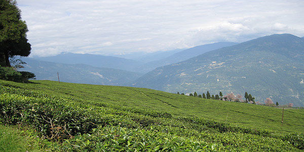 Temi
