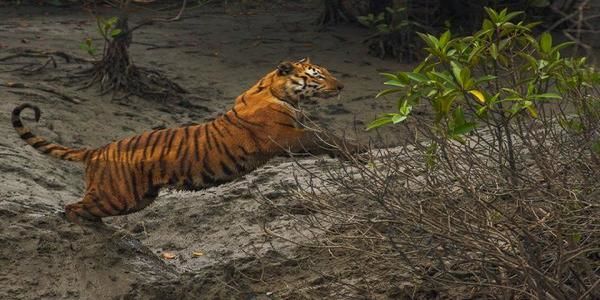Sundarban