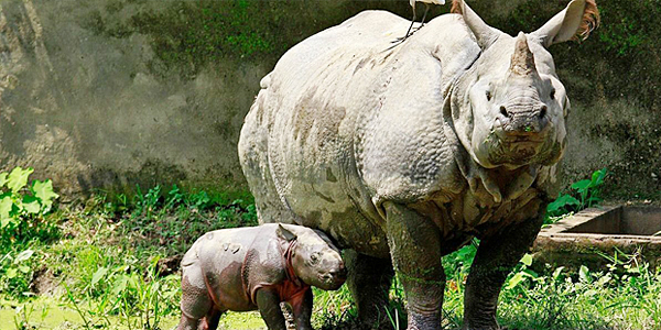 Kaziranga