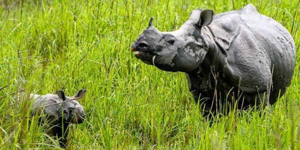 THE RHINO LAND