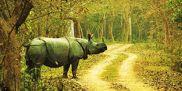 WILDLIFE TOUR OF ASSAM